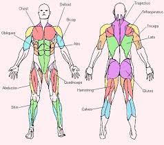 For example, the tibialis anterior is named after the part of the bone to which it is attached (the anterior portion of the. Pin On Ape Lessons