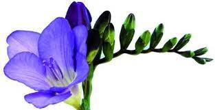 Blue Fresia My Favorite Flower Flower Outline Freesia Flowers Flower Photos