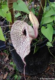 Image result for Aristolochia