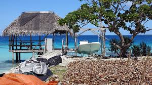 Image result for Faroa affinis