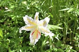 昭和万葉の森 山ゆりまつり ソルトベース