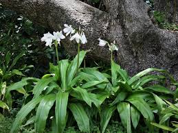 Image result for Crinum moorei