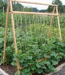 5 Reasons To Grow Cucumbers On A Trellis And Taking Up Less Space Isn T One Of Them An Oregon Cottage Vertical Vegetable Gardens Vegetable Garden Planner Vegetable Garden For Beginners
