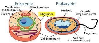 The primary function of ribosomes is to read and translate the cell's genetic code ribosomes are used in the synthesis of proteins and enzymes required by the cells for various purposes. Ribosome Structure Function Expii