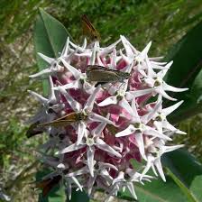 Showy Milkweed Asclepias Speciosa Native Butterfly Host And Nectar Plant Asclepias Milkweed Milkweed Flower