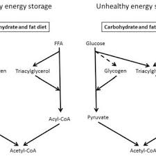 Maybe you would like to learn more about one of these? Excess Energy Intake Is Stored After Meals As Glycogen And Download Scientific Diagram
