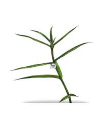 Image result for Oldenlandia