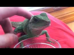 Hungry Chinese Water Dragon Getting Much Bigger 1 Year Old Youtube