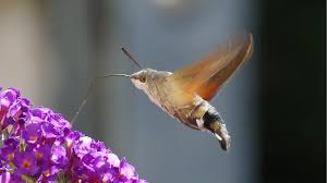 Maybe you would like to learn more about one of these? Hummingbird Hawk Moth Feeding Youtube