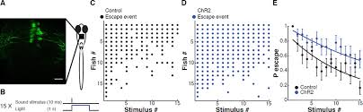 Neuromodulatory Regulation Of Behavioral Individuality In Zebrafish Abstract Europe Pmc