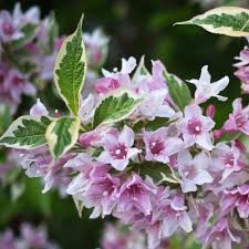 We did not find results for: Weigela Hedge Plants Weigela Florida Variegata