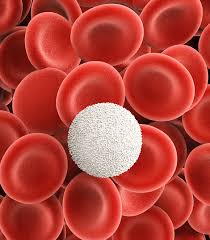 Image result for Hematologic Cancer