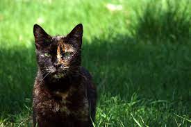 feline 411 all about tortoiseshell cats cattitude daily tortoise shell cat cat facts cats