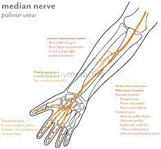 There is loss of flexion of the second and third digits due to loss of the lumbrical motor innervation. Median Nerve Distribution Sketchy Medicine