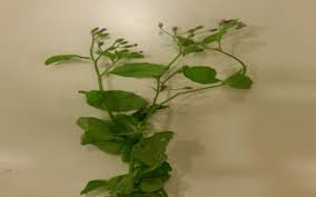 Image result for Orthosiphon thymiflorus