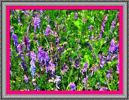 Image result for fotosketcher