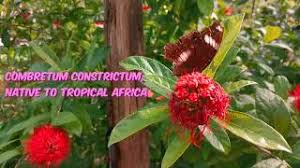 Image result for Combretum constrictum