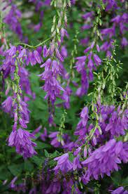 Peachleaf Bellflower Campanula Persicifolia At Oakland Nurseries Inc Flower Garden Plants Plants Bellflower