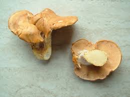 Image result for Dentinum repandum