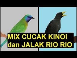 Pagesotherbrandwebsiteentertainment websitehobby burungvideospancingan untuk murai batu gacor. Burung Masteran Murai Batu Lovebird Kacer Cucak Ijo Kenari Mix Cucak Kinoi Dan Jalak Rio Rio Video Burung Rio Rio Gacor Video Burung Cucak K Jalak Suara Burung