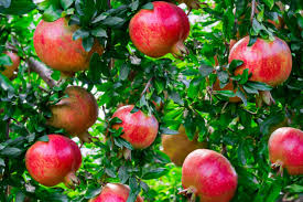 Maybe you would like to learn more about one of these? 11 Dwarf Fruit Trees You Can Grow In Small Yards