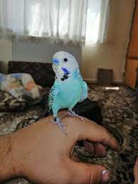 mavi muhabbet kusu muhabbet kuslari hayvan hayvanlar