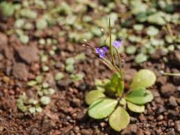 Image result for Murdannia semiteres