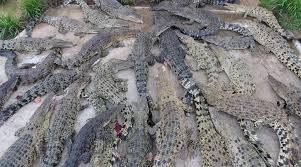 Sarang buaya pasir gudang, ecological crocodile farm. 20 Tempat Menarik Di Pasir Gudang Untuk Bersiar Siar Makan Dan Bergembira