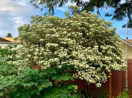 Image result for Pittosporum
