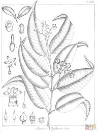 Image result for Hunteria zeylanica