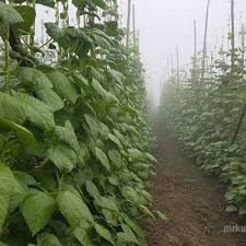 Tanam kacang panjang di pot atas rumah subur tanpa pupuk kimia hanya tanah hitam dan kompos berbuah lebat rasanya manis. Kebun Kacang Buncis