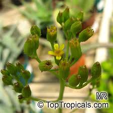 Image result for Senecio sp.no.1