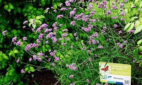 Image result for Bonatea antennifera