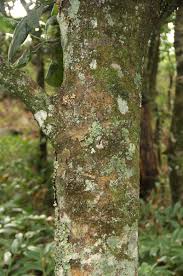 Image result for Uapaca sansibarica