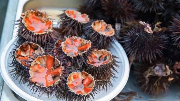 Sea Urchins