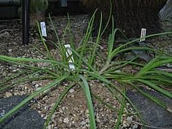 Image result for Aloe ballii