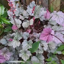 Bears scapes of rather large white flowers. Photo Of The Bloom Of Coral Bells Heuchera Stainless Steel Posted By Catmint20906 Garden Org