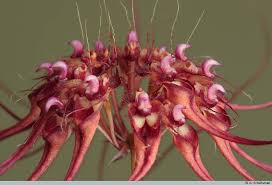 Image result for Bulbophyllum burttii
