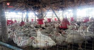 In most cases it concerns highly pathogenic avian influenza (hpai) of below is an overview of previous bird flu infections on commercial poultry farms in the netherlands in 2020/2021. Bird Flu Raises Fears Induces 50 Decrease In Chicken Prices