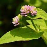 Image result for Persicaria nepalensis