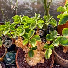 Image result for Cyphostemma congestum