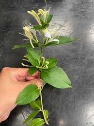 Image result for Turraea floribunda
