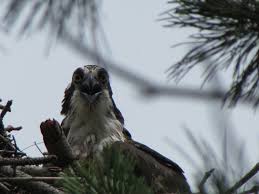 Birds Of Prey Cape Cod Ma Brooks Nest Seconsett Island Falmouth Ma A Very Hidden And Hard To Photograph Location Adult Bald Eagle Osprey Cape Cod