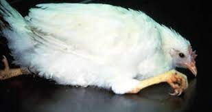Poultry at risk from 'leaky' marek's vaccination. Marek Disease In Poultry Poultry Veterinary Manual