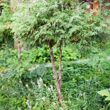 Some species of trees are specially grown to. 15 Best Small Trees For Tiny Yards