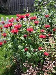 Bee Balm Adding This Next Year Native Plant Gardening Garden Design Plants