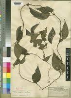 Image result for Sabicea venosa