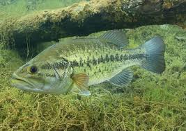 Largemouth Bass Largemouth Bass Aquarium Fish For Sale Live Fish