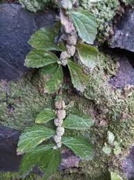 Image result for Elatostema welwitschii