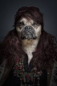 Dogs Dressed As Humans Pics Randommization Dog Portraits Animals Animal Photography